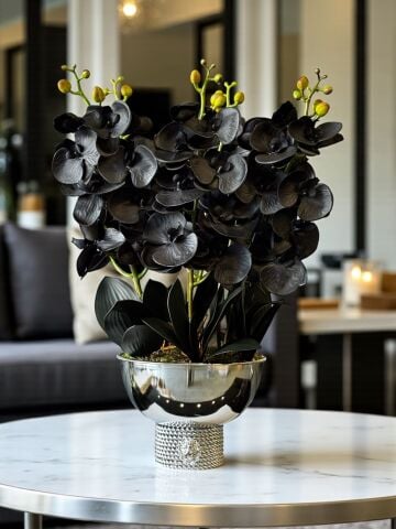 Premium Siyah Islak Orkide Aranjmanı – Gümüş 6’lı Tarzz Vazo
